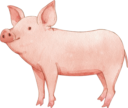 Watercolor Pig Illustration